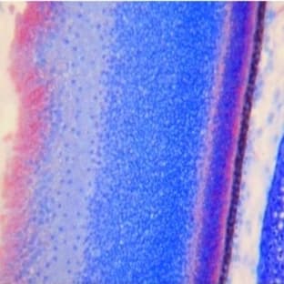 anti-Contactin 2 (Axonal) (CNTN2) antibody avatar