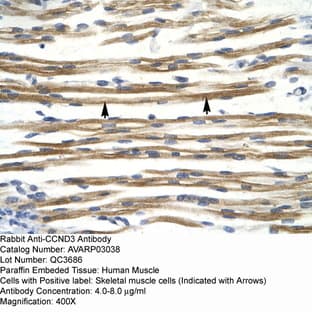 anti-Cyclin D3 (CCND3) (C-Term) antibody avatar
