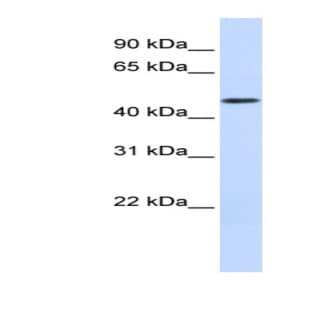 anti-DDB1 and CUL4 Associated Factor 4 (DCAF4) (Middle Region) antibody avatar
