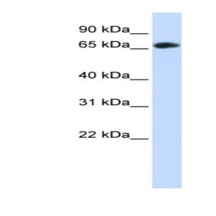 anti-DDB1 and CUL4 Associated Factor 4 (DCAF4) (Middle Region) antibody avatar