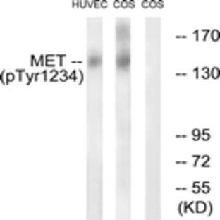 anti-Met Proto-Oncogene (MET) (pTyr1234) antibody avatar