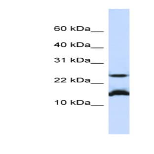 anti-BATF (N-Term) antibody avatar