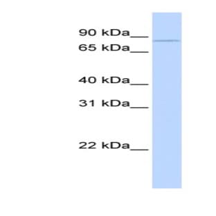 anti-Cytoplasmic Polyadenylation Element Binding Protein 3 (CPEB3) (Middle Region) antibody avatar