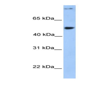 anti-Coiled-Coil Domain Containing 50 (CCDC50) (Middle Region) antibody avatar