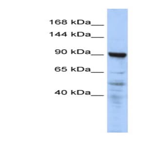 anti-CTAGE Family, Member 5 (CTAGE5) (N-Term) antibody avatar