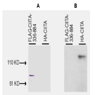anti-Class II, Major Histocompatibility Complex, Transactivator (CIITA) (N-Term), (AA 1-333) antibody avatar