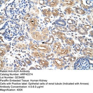 anti-AU RNA Binding Protein/enoyl-CoA Hydratase (AUH) (C-Term) antibody avatar