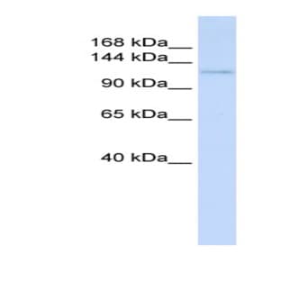 anti-Atrophin 1 (ATN1) (N-Term) antibody avatar