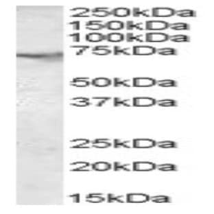 anti-Acetylcholinesterase (AChE) (C-Term) antibody avatar