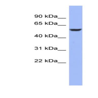 anti-CUGBP, Elav-Like Family Member 4 (CELF4) (Middle Region) antibody avatar