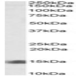 anti-Caspase Recruitment Domain Family, Member 17 (CARD17) (C-Term) antibody avatar