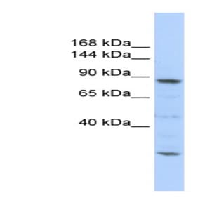anti-CDC5 Cell Division Cycle 5-Like (S. Pombe) (CDC5L) (Middle Region) antibody avatar
