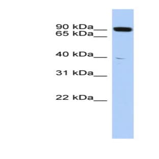 anti-CXXC Finger Protein 1 (CXXC1) (Middle Region) antibody avatar