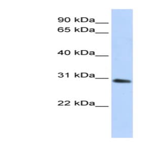 anti-2,3-bisphosphoglycerate Mutase (BPGM) (C-Term) antibody avatar