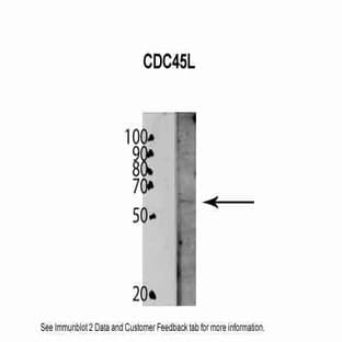 anti-Cell Division Cycle 45 Homolog (S. Cerevisiae) (CDC45) (C-Term) antibody avatar