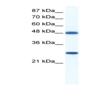 anti-DEAD (Asp-Glu-Ala-Asp) Box Polypeptide 39 (DDX39) (C-Term) antibody avatar