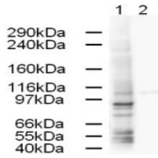 anti-Adaptor-Related Protein Complex 1, gamma 1 Subunit (AP1G1) (AA 646-659) antibody avatar