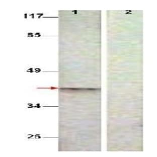 anti-Aurora Kinase B (AURKB) (AA 223-234), (pThr232) antibody avatar