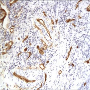anti-CD34 Molecule (CD34) (C-Term) antibody avatar