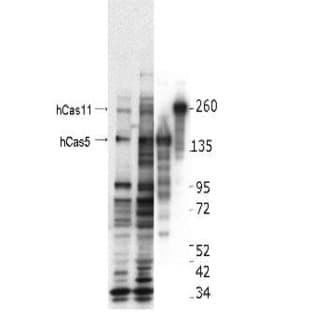anti-Castor Zinc Finger 1 (CASZ1) (Internal Region) antibody avatar