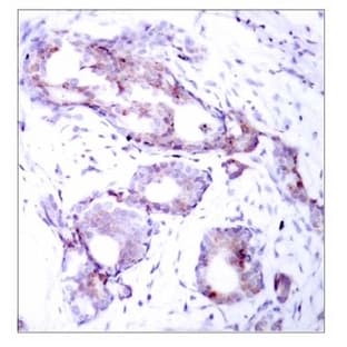 anti-V-Myc Myelocytomatosis Viral Oncogene Homolog (Avian) (MYC) (pSer373) antibody avatar