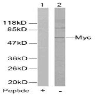 anti-V-Myc Myelocytomatosis Viral Oncogene Homolog (Avian) (MYC) (Thr58) antibody avatar