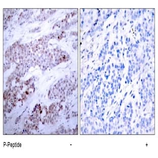 anti-Activating Transcription Factor 4 (Tax-Responsive Enhancer Element B67) (ATF4) (pSer245) antibody avatar
