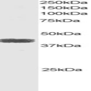 anti-Activating Transcription Factor 4 (Tax-Responsive Enhancer Element B67) (ATF4) (C-Term) antibody avatar