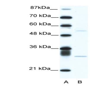 anti-Activating Transcription Factor 4 (Tax-Responsive Enhancer Element B67) (ATF4) (C-Term) antibody avatar