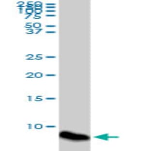 anti-ATX1 Antioxidant Protein 1 Homolog (Yeast) (ATOX1) (AA 1-69) antibody avatar