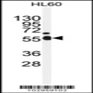 anti-NIMA (Never in Mitosis Gene A)-Related Kinase 2 (NEK2) (AA 396-426), (Center) antibody avatar