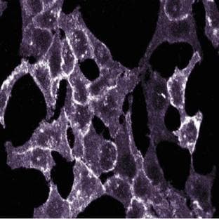 anti-ATPase, Na+/K+ Transporting, beta 3 Polypeptide (ATP1B3) (AA 124-243) antibody avatar