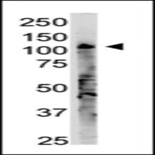 anti-2'-5' Oligoadenylate Synthetase 3 (OAS3) (C-Term), (AA 1056-1087) antibody avatar