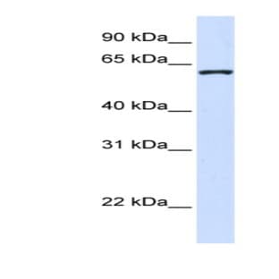 anti-DDB1 and CUL4 Associated Factor 12 (DCAF12) (Middle Region) antibody avatar
