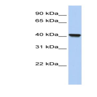 anti-Clavesin 1 (CLVS1) (N-Term) antibody avatar