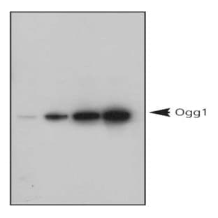 anti-8-Oxoguanine DNA Glycosylase (OGG1) (AA 1-100) antibody avatar