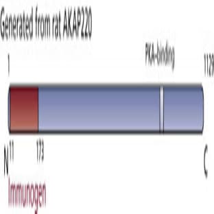 anti-A Kinase (PRKA) Anchor Protein 11 (AKAP11) (AA 11-173) antibody avatar