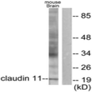 anti-Claudin 11 (CLDN11) antibody avatar