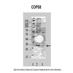 anti-COP9 Constitutive Photomorphogenic Homolog Subunit 7A (Arabidopsis) (COPS7A) (Middle Region) antibody avatar