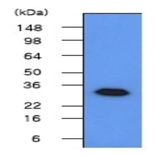 anti-Geminin, DNA Replication Inhibitor (GMNN) (AA 1-209), (N-Term) antibody avatar
