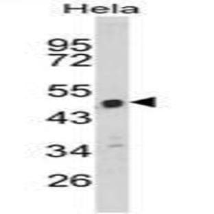 anti-Chromosome 9 Open Reading Frame 156 (C9orf156) (C-Term) antibody avatar