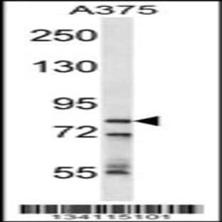 anti-Cleavage and Polyadenylation Specific Factor 3, 73kDa (CPSF3) (AA 192-221), (Center) antibody avatar