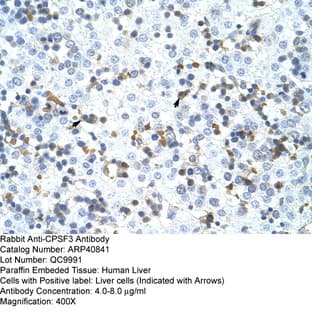 anti-Cleavage and Polyadenylation Specific Factor 3, 73kDa (CPSF3) (C-Term) antibody avatar