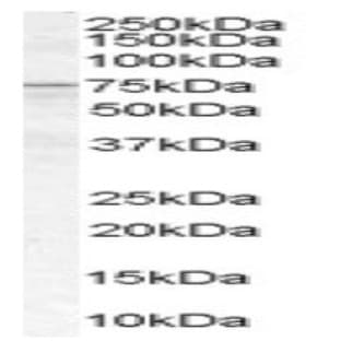 anti-Acyl-CoA Synthetase Long-Chain Family Member 5 (ACSL5) (C-Term) antibody avatar