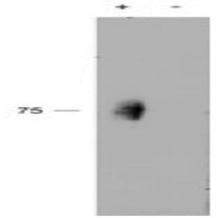 anti-CD244 Molecule, Natural Killer Cell Receptor 2B4 (CD244) (Internal Region), (pTyr271) antibody avatar