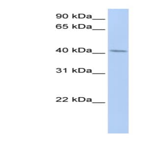 anti-ER Lipid Raft Associated 1 (ERLIN1) (N-Term) antibody avatar
