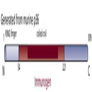 anti-5'-Nucleotidase, Cytosolic III (NT5C3) (AA 54-221) antibody avatar