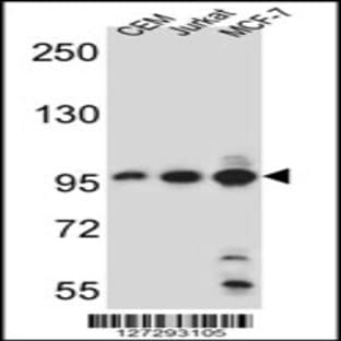 anti-Aftiphilin (AFTPH) (C-Term), (AA 844-871) antibody avatar