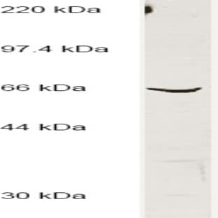 anti-Basic, Immunoglobulin-Like Variable Motif Containing (BIVM) (C-Term) antibody avatar