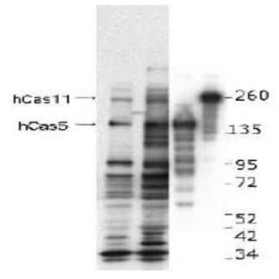 anti-Castor Zinc Finger 1 (CASZ1) (Internal Region) antibody avatar
